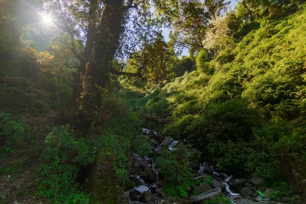 Sun Rises Tree Garhwal Forest Uttarakhand India Small River Foreground — Stock Photo, Image