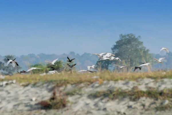 Aves Volando Sobre Río Murti Belleza Escénica Bengala Del Norte — Foto de Stock
