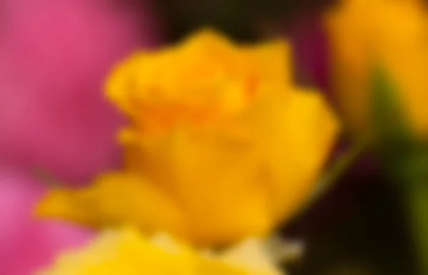 Прекрасні Розмиті Пелюстки Троянди Яскравим Тлом Розмиті Квітки Індія — стокове фото