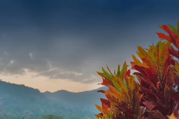 Feuilles Rouges Colorées Arbre Avec Ciel Bleu Montagnes Arrière Plan — Photo