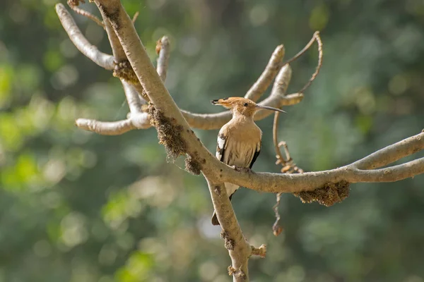 Hoepoe Bird Εποχές Upupa Κάθεται Κλαδί Δέντρου Φωτογραφία Kolkata Calcutta — Φωτογραφία Αρχείου