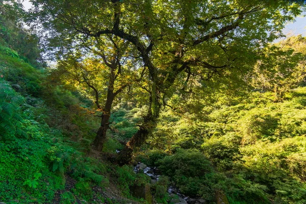 Escena Del Bosque Rayos Solares Cayendo Sobre Plantas Verdes Detrás —  Fotos de Stock