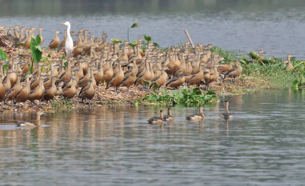 Aves Pato Assobiando Menos Dendrocygna Javanica Também Conhecido Como Pato — Fotografia de Stock