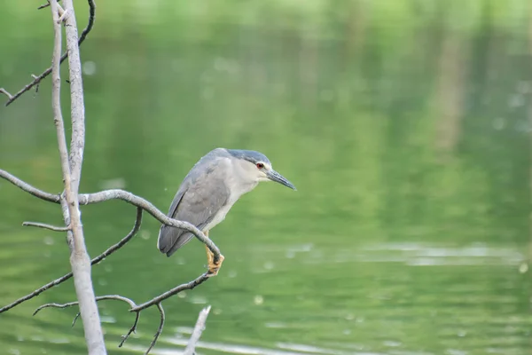 Garza Del Estanque Indio Pájaro Pájaro Ardeola Grayii Una Pequeña — Foto de Stock