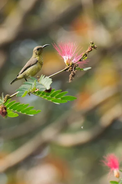 Hermoso Sunbird Púrpura Cinnyris Asiaticus Pequeño Sunbird Chupando Néctar Flor — Foto de Stock