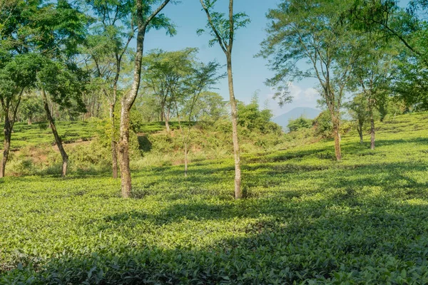 Dooars的茶园 印度西孟加拉邦北孟加拉邦 茶叶是主要的农产品 销往世界各地 — 图库照片