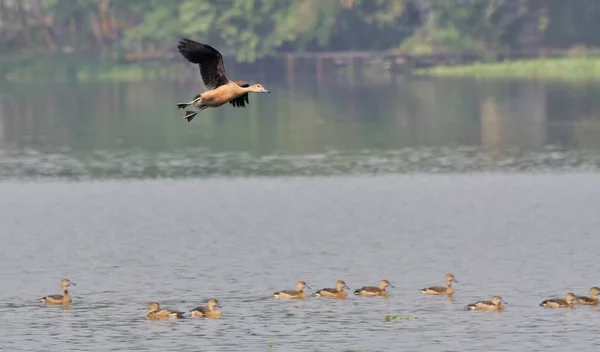 Bird, lesser whistling duck -Dendrocygna javanica, also known as Indian whistling duck or lesser whistling teal, species of whistling duck — Stock Image Bird Lesser Whistling Duck Dendrocygna Javanica Also Known Indian Whistling Stock Photo