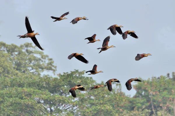 Birds, lesser whistling duck -Dendrocygna javanica, also known as Indian whistling duck or lesser whistling teal, species of whistling duck — Stock Image Birds Lesser Whistling Duck Dendrocygna Javanica Also Known Indian Whistling Stock Photo