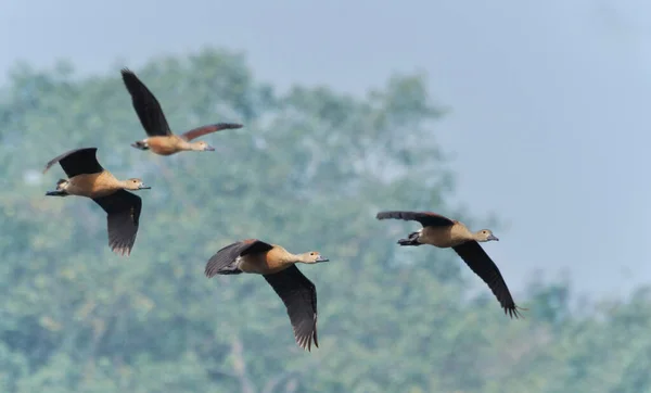 Birds, lesser whistling duck -Dendrocygna javanica, also known as Indian whistling duck or lesser whistling teal, species of whistling duck — Stock Image Birds Lesser Whistling Duck Dendrocygna Javanica Also Known Indian Whistling Stock Picture