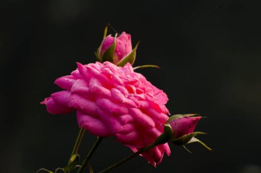 Çiyli gül yaprakları ve tomurcuklar