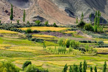 Ladakh manzarası, çevresi çorak dağlarla çevrili yeşil vadi arazisi, tarım arazisinde ışık ve gölge oyunu, Leh, Ladakh, Hindistan