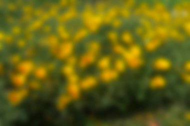 Koyu arkaplanı olan güzel, bulanık sarı çiçek yaprakları, çözülmüş, Kalküta, Kolkata, Hindistan