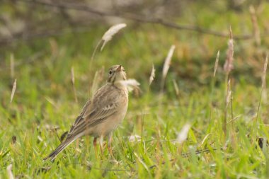 Paddyfield Pipit - Anthus novacseelandiae, Paddyfield 'da oturuyor