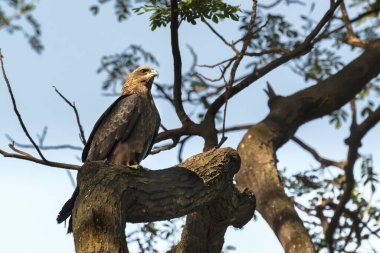 Kuş, Pariah Kite - Milvus migrans, ağaç gövdesinde oturuyor