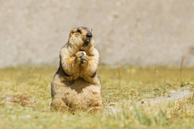 Himalaya dağ sıçanı Marmota himalayana, açık alanda duruyor ve yiyor, ladakh yaban hayatı, Jammu ve Kashmir, Hindistan