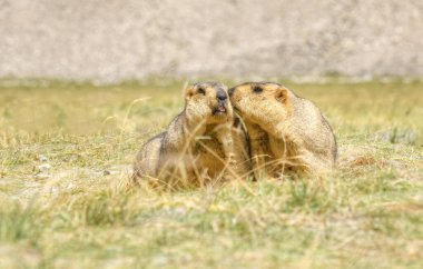 Himalaya dağları - Marmota himalayana, vahşi anneler, açık alanda öpüşen çiftler, ladakh yaban hayatı, Jammu ve Kashmir, Hindistan
