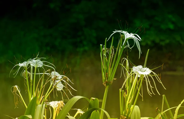 Fehér Virágok Sötétzöld Háttérrel Howrah Nyugat Bengál India — Stock Fotó