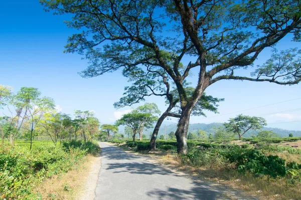 Road passing through Jhalong tea estate with trees and blue sky with no cloud above - tea estate stock image