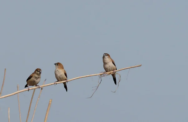 Paddyfield Pipit Anthus Novacseelandiae Siedzi Polu Rybackim — Zdjęcie stockowe