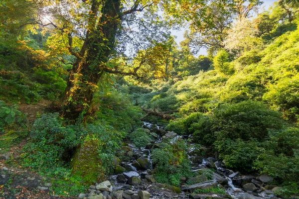 Escena Del Bosque Rayos Solares Cayendo Sobre Plantas Verdes Detrás — Foto de Stock