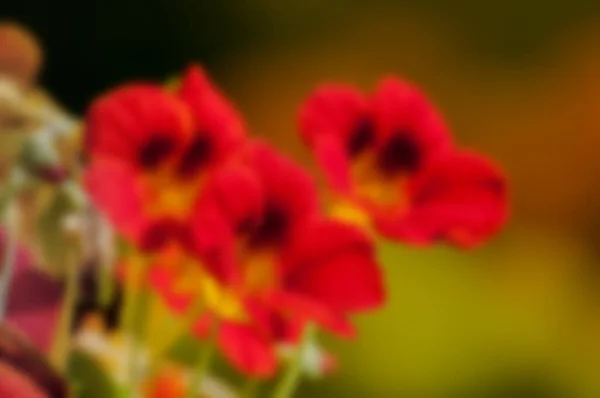 Червоні Квіти Квітучі Темним Тлом — стокове фото