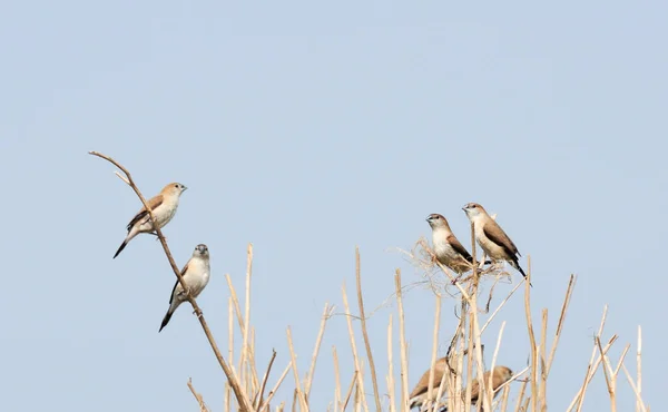 Paddyfield Pipit Anthus Novacseelandiae Καθισμένος Στο Κωπηλατάδικο — Φωτογραφία Αρχείου