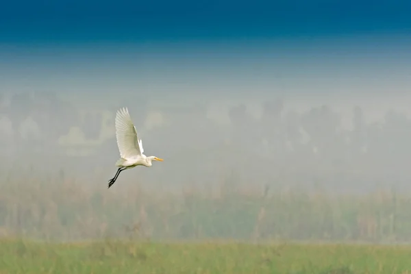 Pássaro Egret Mediano Egretta Intermedia Voando Céu — Fotografia de Stock