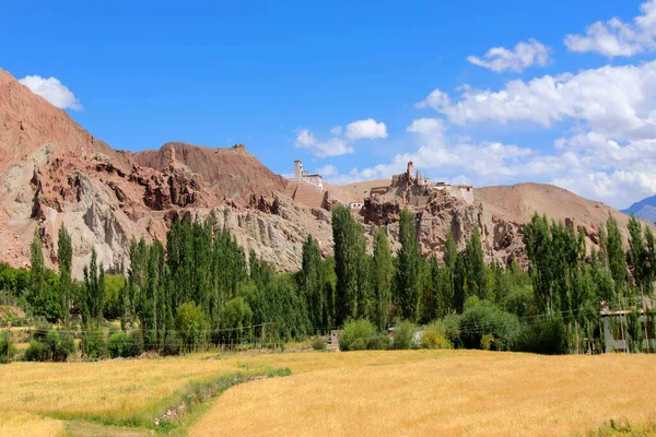 Lavoura Trigo Amarelo Basgo Ladakh Sob Vale Azul Nublado Jammu — Fotografia de Stock