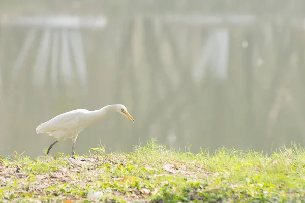 Heron Lagoa Indiana Paddybird Ardeola Grayii Uma Pequena Garça Andando — Fotografia de Stock