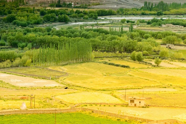 Leh, Ladakh, Jammu ve Kashmir 'in tarımsal manzarası.