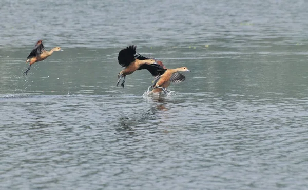 Birds, lesser whistling duck -Dendrocygna javanica, also known as Indian whistling duck or lesser whistling teal, species of whistling duck — Stock Image Birds Lesser Whistling Duck Dendrocygna Javanica Also Known Indian Whistling Stock Photo