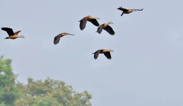 Birds, lesser whistling duck -Dendrocygna javanica, also known as Indian whistling duck or lesser whistling teal, species of whistling duck — Stock Image Birds Lesser Whistling Duck Dendrocygna Javanica Also Known Indian Whistling Stock Photo