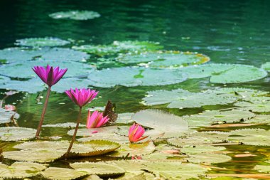 Nymphaea nouchali ya da Nymphaea stellata, nilüfergiller (Nymphaea) familyasından bir nilya türü. Asya 'nın güney ve doğu kesimlerinde ve Sri Lanka ve Bangladeş' in ulusal çiçeğidir..