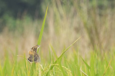 Bir çeltik tarlasında tam gelişmiş çeltik tarlası, yeşil tarım arazisi, Batı Bengal, Hindistan kırsal imajı. Paddy Hindistan 'ın kırsal kesiminin en büyük tarım ürünüdür, özellikle Batı Bengal, Hindistan' da..