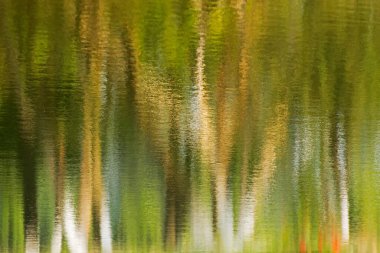 Suyun üzerindeki ağaçların güzel yansıması, yeşil çevre arka planı, yatay görüntü, sanatsal renkli izlenim. Kolkata, Calcuatta, Batı Bengal, Hindistan