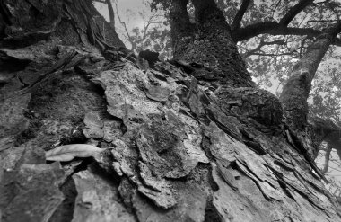 Gökyüzüne doğru yükselen ağaç kökünün perspektif görüntüsü, bir ormanda, güzel bir kış sabahı sahnesi. Gökyüzünde kaybolma perspektifi. Odaklanmış doğa görüntüsü, siyah ve beyaz,