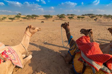 Geleneksel elbiseli üç deve, Hindistan, Rajasthan 'daki Thar Çölü' nde deve gezisi için turistleri bekliyor. Develer, Camelus dromedarius, sırtlarında turist taşıyan büyük çöl hayvanlarıdır..