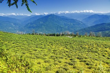Ravangla, Sikkim 'in Temi Çay Bahçesi, arka planda dağlar ve mavi gökyüzü olan yeşil eğimli tarlalarda güzel geniş çay tarlaları. Sikkim 'de sadece bir çay bahçesi, dünyanın en iyilerinden biri..