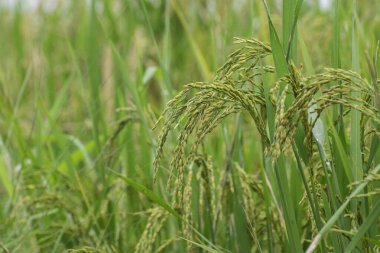 Bir çeltik tarlasında tam gelişmiş çeltik tarlası, yeşil tarım arazisi, Batı Bengal, Hindistan kırsal imajı. Paddy Hindistan 'ın kırsal kesiminin en büyük tarım ürünüdür, özellikle Batı Bengal, Hindistan' da..