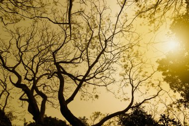 Kış mevsiminin yapraksız ağaç dalları, doğanın belirli bir görüntüsü. Görüntü: Güneş, Kolkata, Kalküta, Batı Bengal, Hindistan