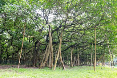 Büyük Banyan, Acharya Jagadish Chandra Bose Hint Botanik Bahçesi 'nde, Howrah yakınlarında, Batı Bengal, Hindistan' da bulunan bir banyan ağacı. 250 yıldan fazla..
