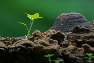 Eski ağaç gövdesinde yeni bir bitki büyümesi, güzel bir doğa görüntüsü. Huysuz koyu arkaplan.