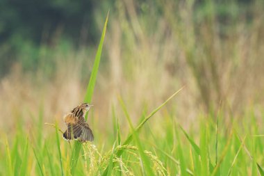 Bir çeltik tarlasında tam gelişmiş çeltik tarlası, yeşil tarım arazisi, Batı Bengal, Hindistan kırsal imajı. Paddy Hindistan 'ın kırsal kesiminin en büyük tarım ürünüdür, özellikle Batı Bengal, Hindistan' da..
