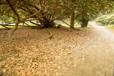 Kuru yapraklar ormanda öylece yatıyordu, güzel kış sabahı manzarası. Kaybolma perspektifi.