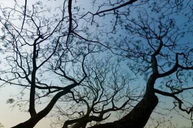 Kış mevsiminin yapraksız ağaç dalları, doğanın belirli bir görüntüsü. Görüntü: Kolkata, Kalküta, Batı Bengal, Hindistan