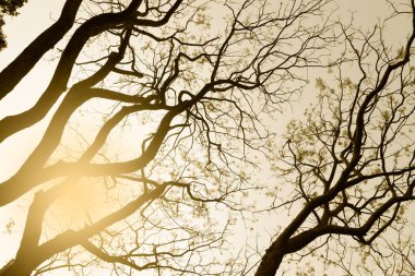 Kış mevsiminin yapraksız ağaç dalları, doğanın belirli bir görüntüsü. Görüntü: Güneş, Kolkata, Kalküta, Batı Bengal, Hindistan