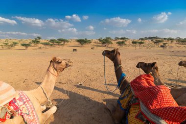 Geleneksel elbiseli üç deve, Hindistan, Rajasthan 'daki Thar Çölü' nde deve gezisi için turistleri bekliyor. Develer, Camelus dromedarius, sırtlarında turist taşıyan büyük çöl hayvanlarıdır..