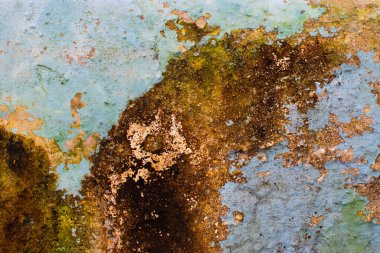 Mavi mantarın soyut makro görüntüsü, ağaç gövdesindeki mantar - doğal çevresel görüntü.