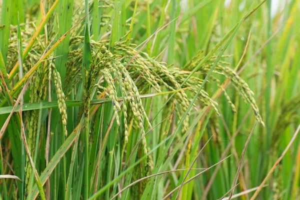 Fully grown paddy in a paddy field, green agriculture land, rural image of West Bengal, India. Paddy is the biggest agricultural product of rural India, especially in West Bengal, India.