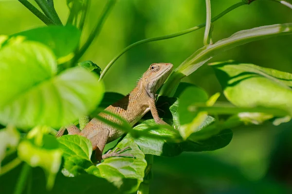 Beautiful Indian Gecko Bush Looking Out Green Foliage Background Morning — Stock Photo, Image